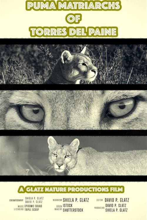 Puma Matriarchs of Torres Del Paine