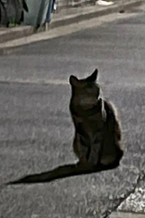 kanon, A Cat's Summer Night