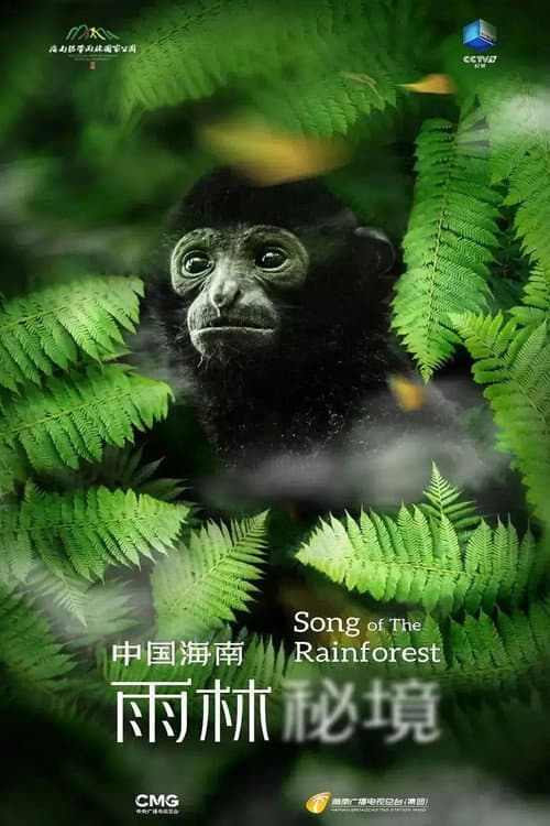 Song of the Rainforest