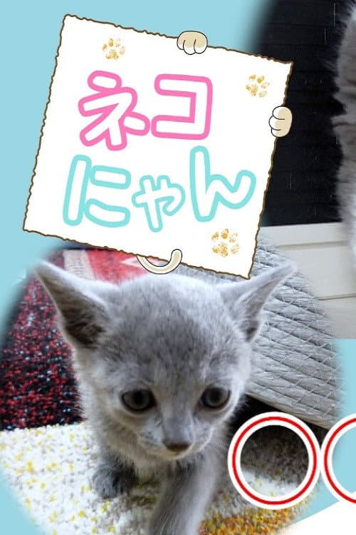 ネコにゃん!