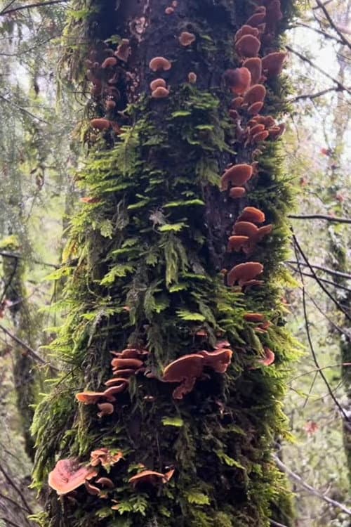 Fungal Forest
