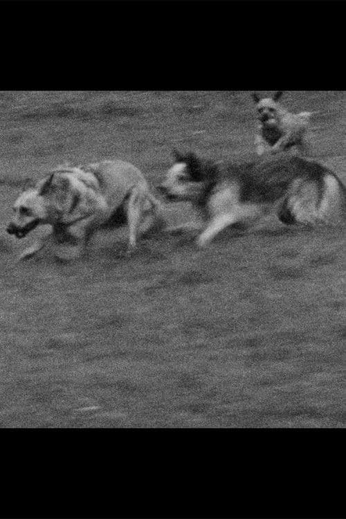 Underdog