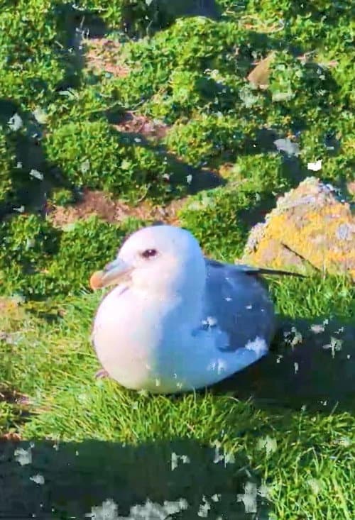 Fulmar