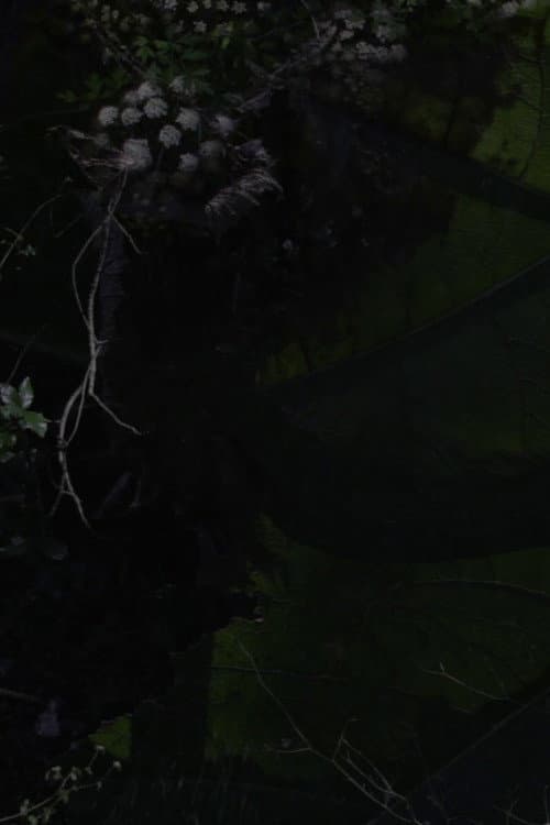 Lost Gardens