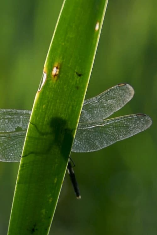 Elytrae